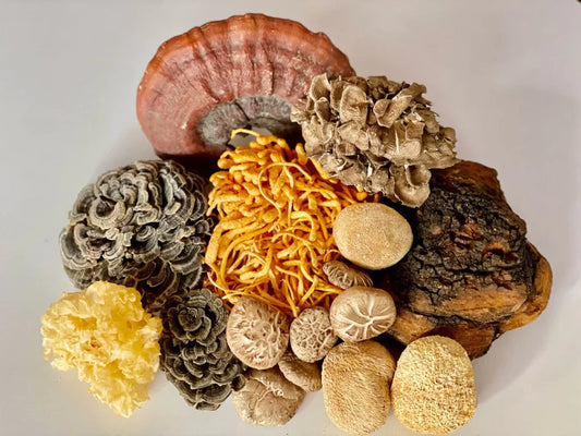 Mystical Mushrooms: The science of ancient mushroom healing